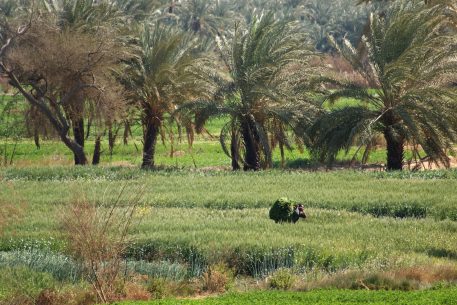 Green Recovery and Balancing Between Paradoxes: The Egyptian Holistic Approach to Promote Food Security and Tackle Related Challenges