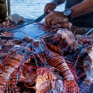 Changing Seas: Adaptation of the Fisheries in the Mediterranean Basin