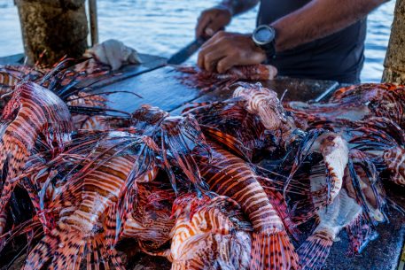 Mares cambiantes: adaptación de la pesca en el Mediterráneo