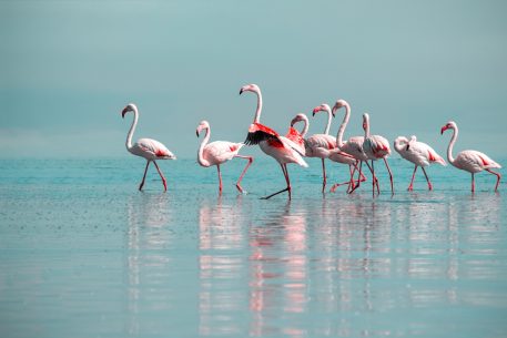 Drets de la natura per salvar el Mar Menor